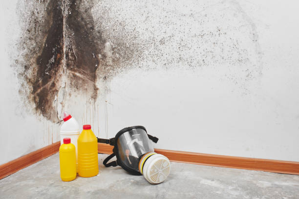 Trusted Sharon, PA Mold Removal Experts