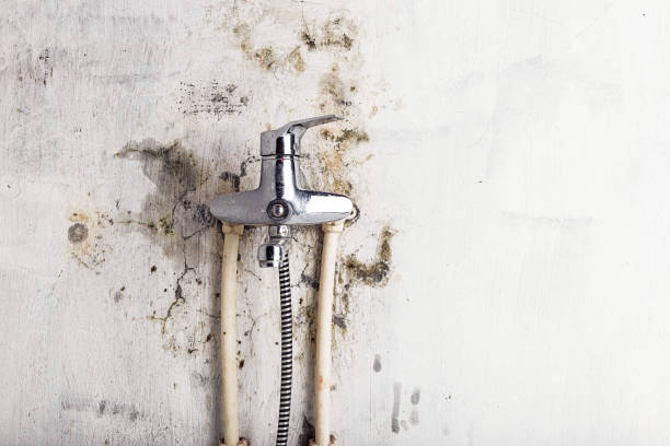 Best Mold Removal Company Near Me  in Sharon, PA