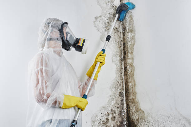 Best Mold Damage Repair  in Sharon, PA