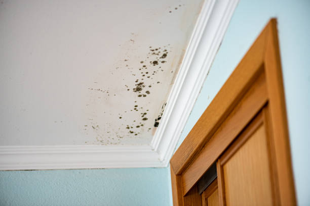 Best Professional Mold Removal  in Sharon, PA