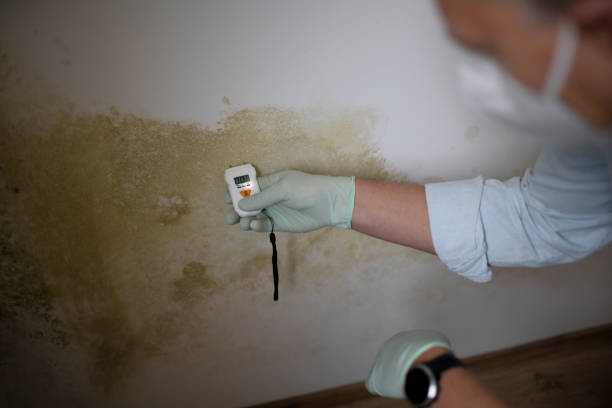 Best Certified Mold Removal  in Sharon, PA