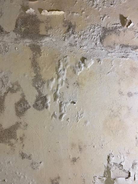 Best Commercial Mold Removal  in Sharon, PA