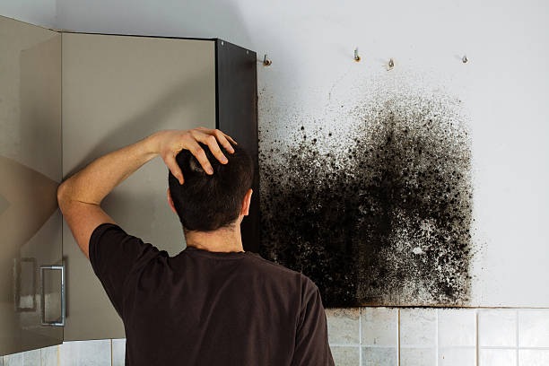Office Mold Removal Services in Sharon, PA
