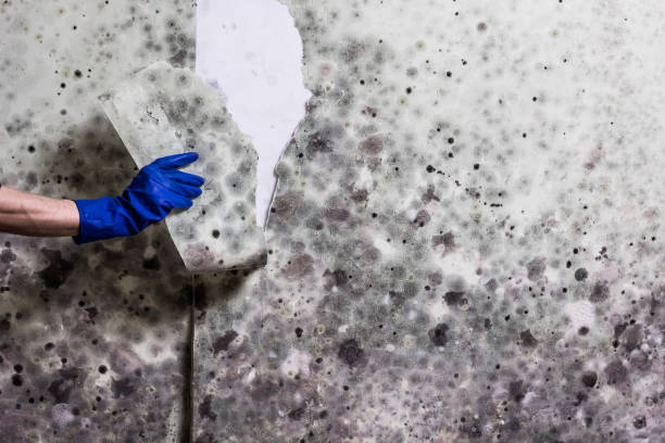 Best Mold Remediation  in Sharon, PA