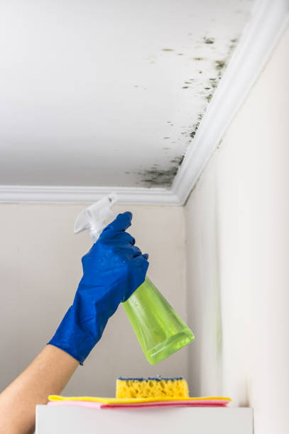 Home Mold Removal in Sharon, PA
