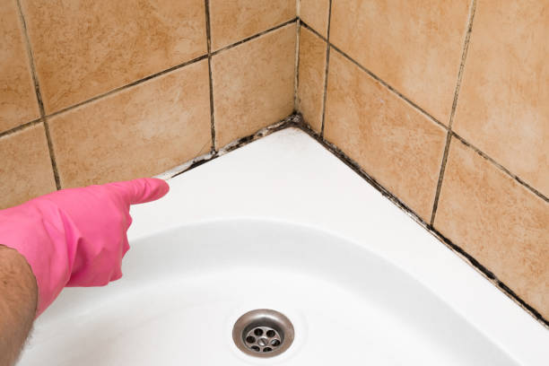 Best Best Mold Removal Companies  in Sharon, PA
