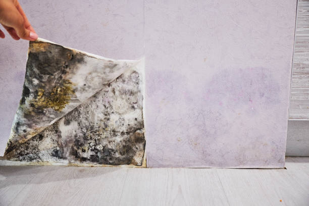 Best Best Mold Removal Companies  in Sharon, PA